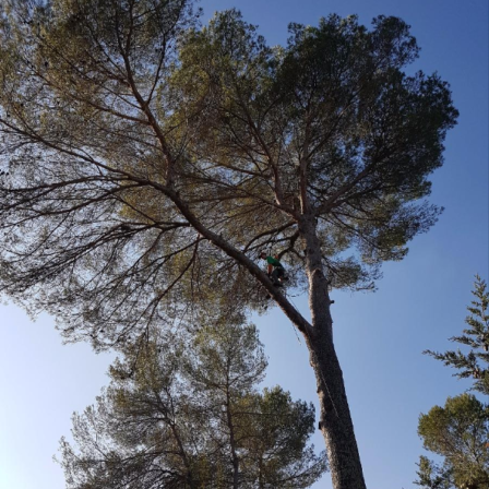 Élagage Carros