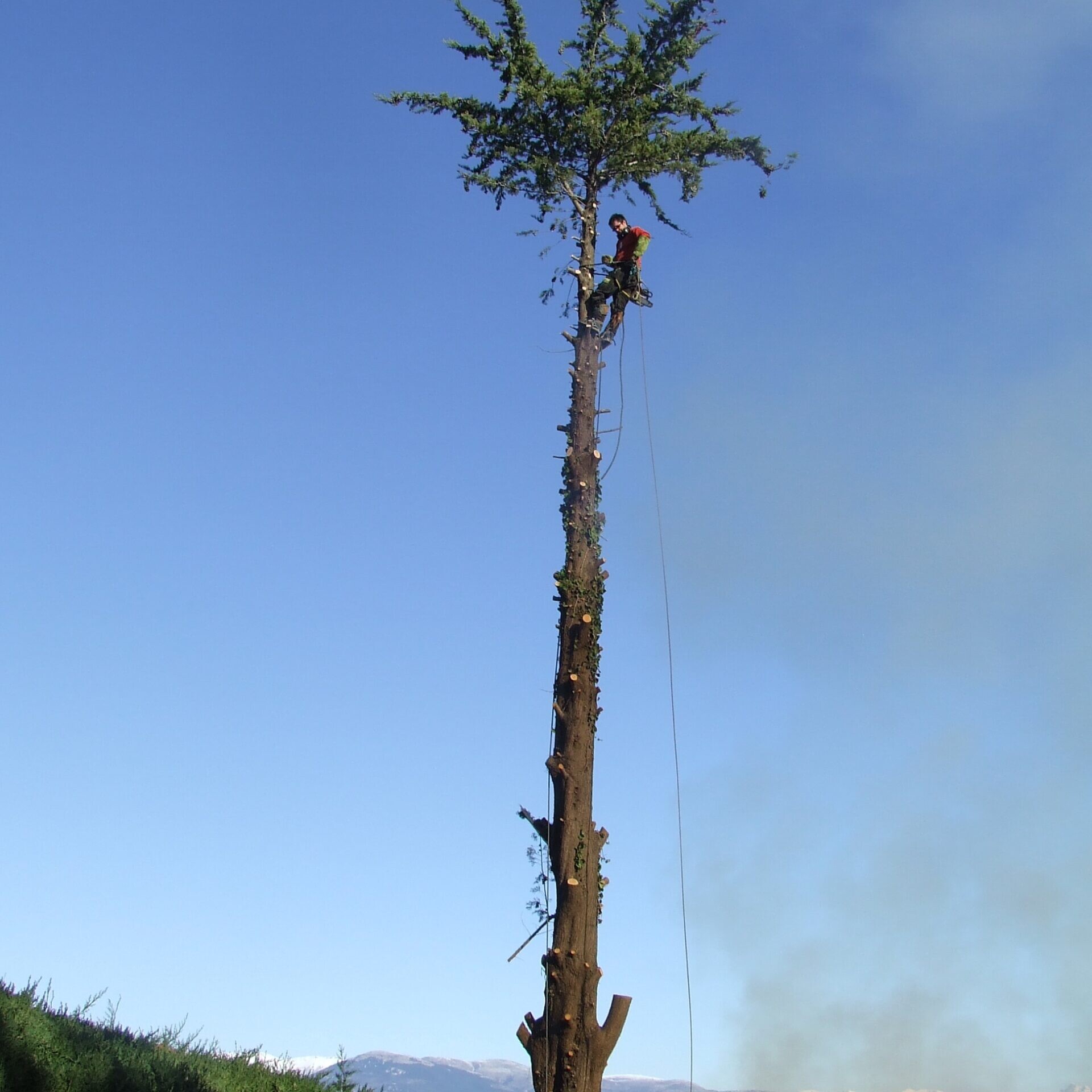 Elagage – Abattage vence 06157