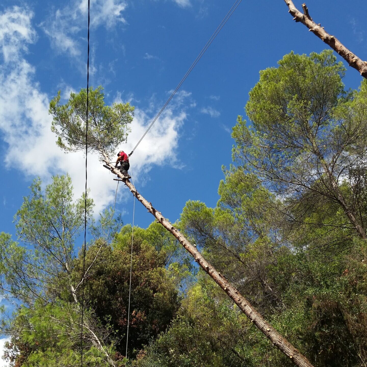 Débroussaillage cagnes sur mer 06800
