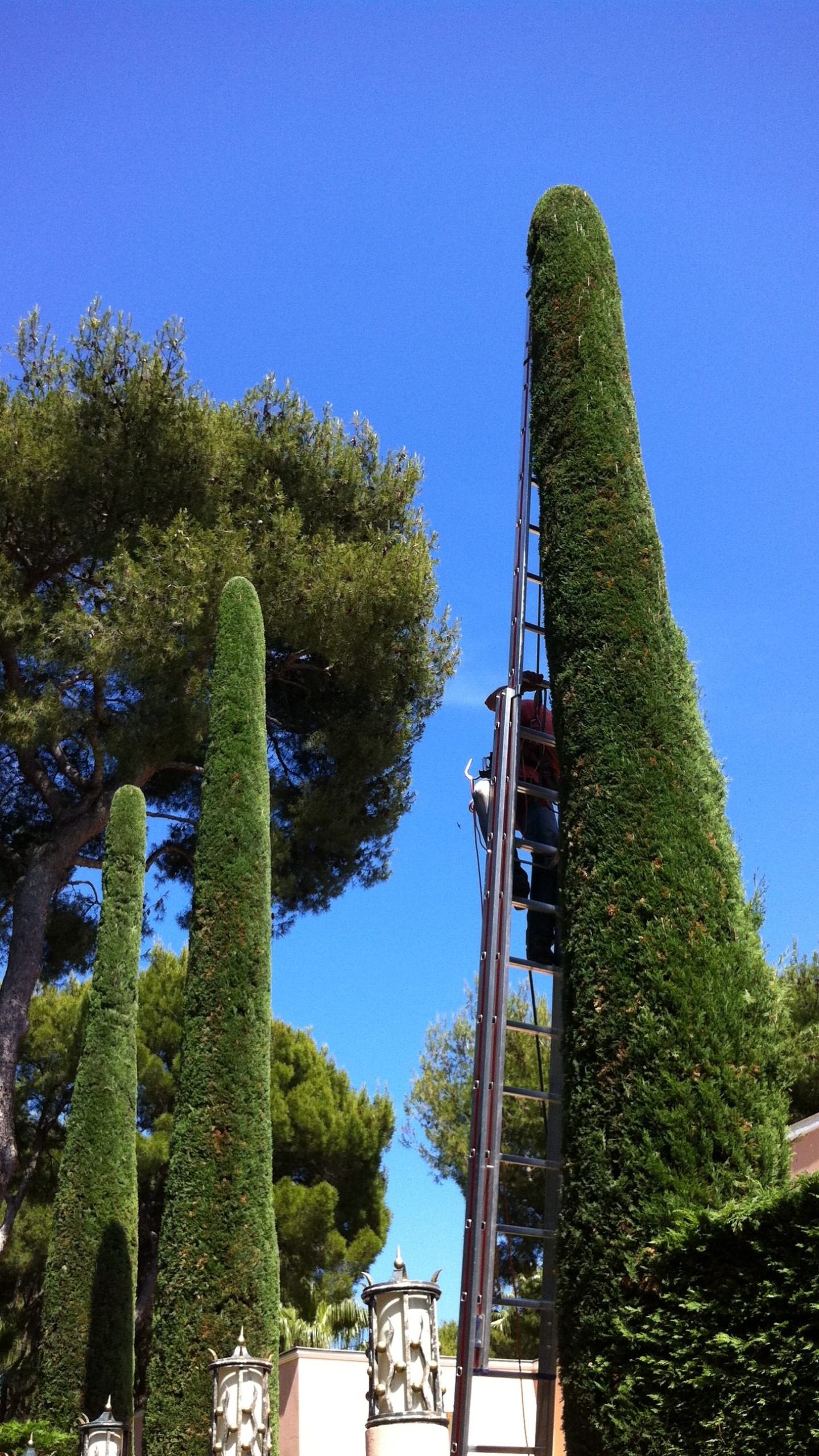Elagage d'arbre &agrave; saint laurent du var 06700