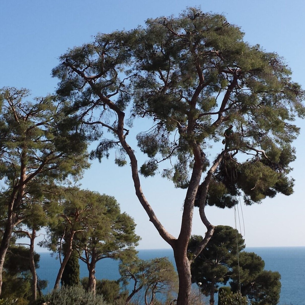 Entretien des jardins la gaude 06610
