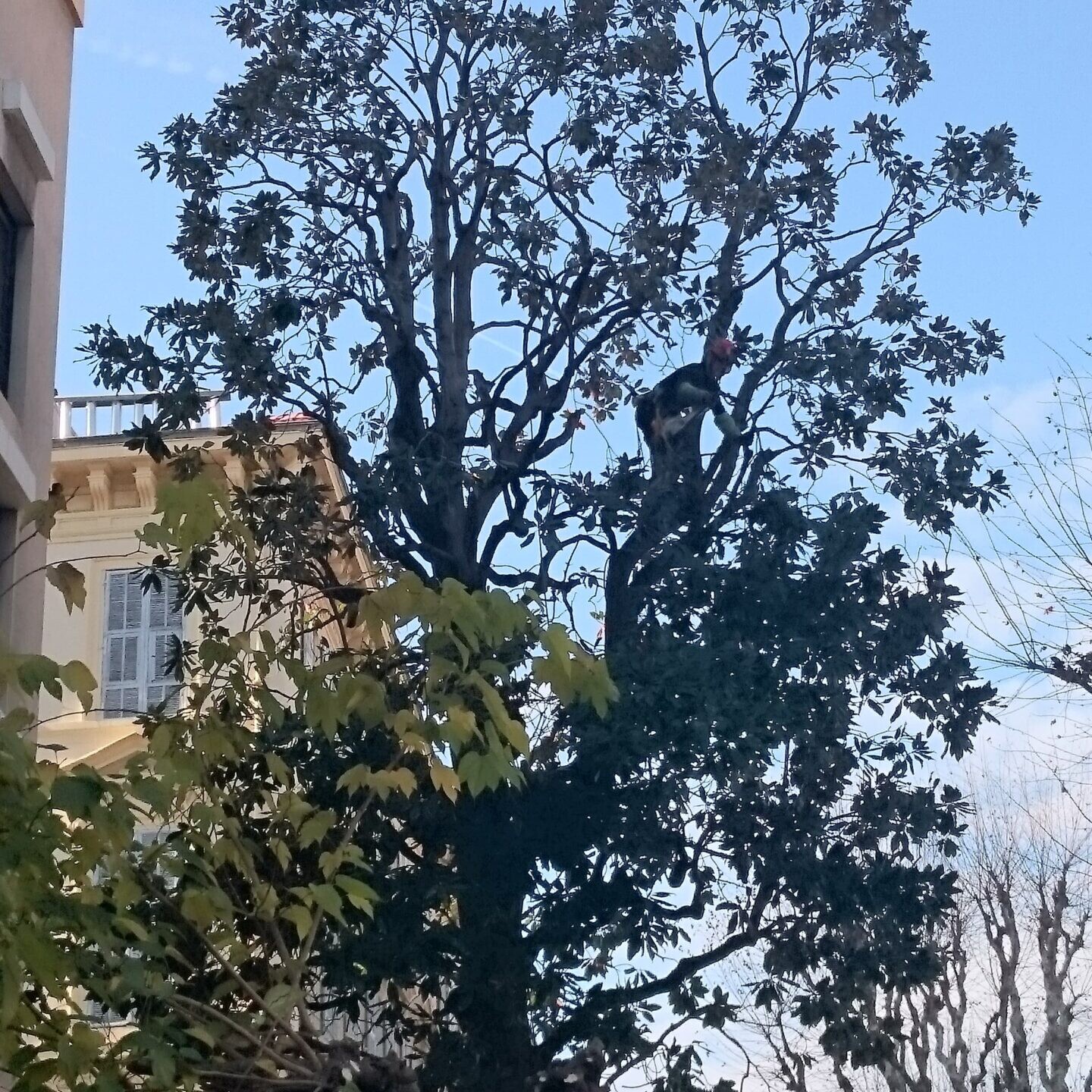 Élagage Alpes-maritimes